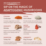 Mushroom Chicory (1 Pack - 30 Servings) - 3TGM