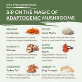 Mushroom Matcha (1 Pack - 30 Servings) - Y8G4