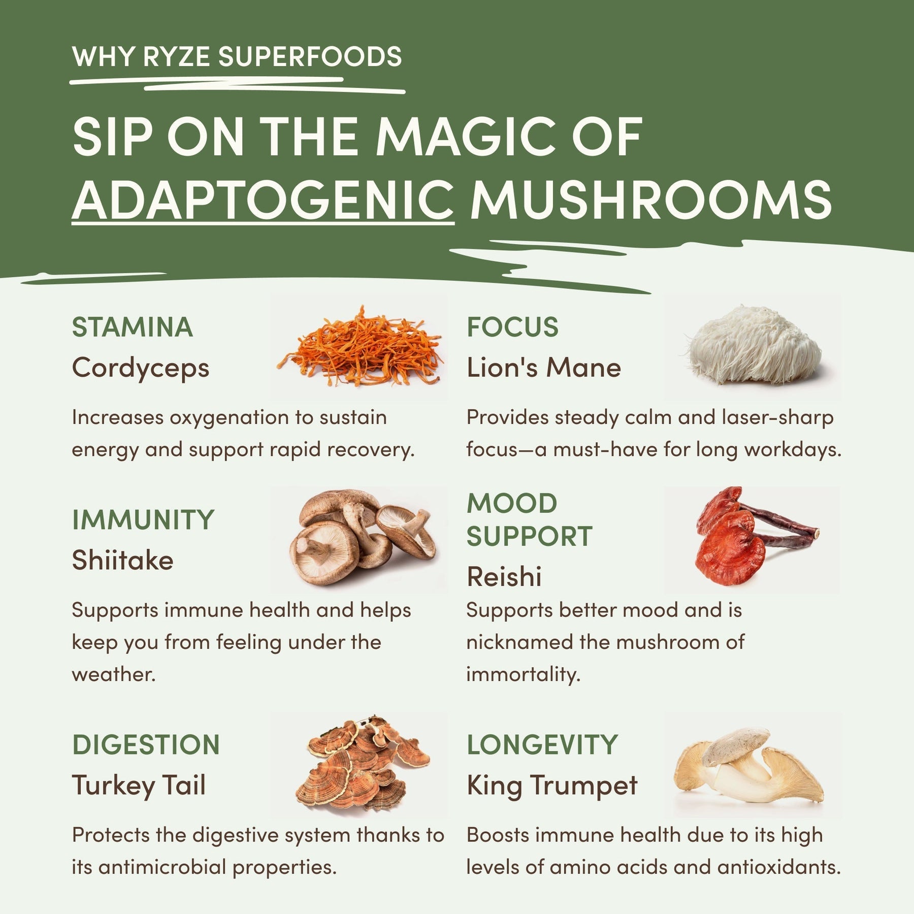 Mushroom Matcha (1 Pack - 30 Servings) - Y8G4