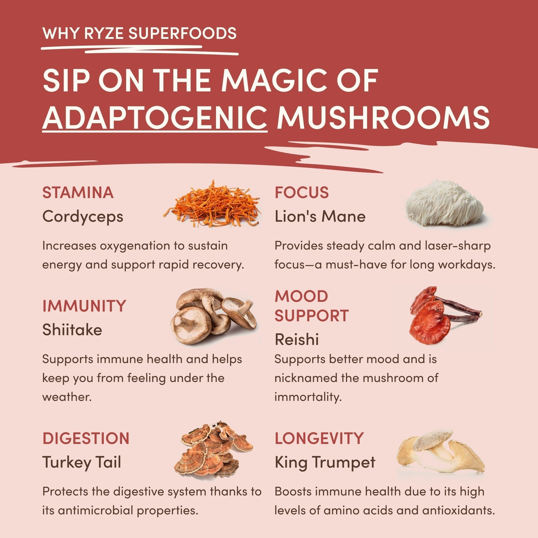 Mushroom Chai (1 Pack - 20 Servings) - JSUQ